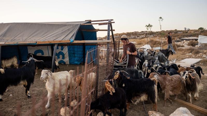 Illustration. Jewish shepherds tend their flock at an outpost in the biblical heartland. Photo by Chaim Goldberg/Flash90
