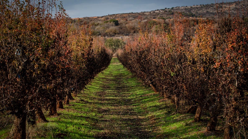 Burned plantations at kibbutz Yiftach, northern Israel. December 04, 2024. Photo by Chen Leopold/FLASH90