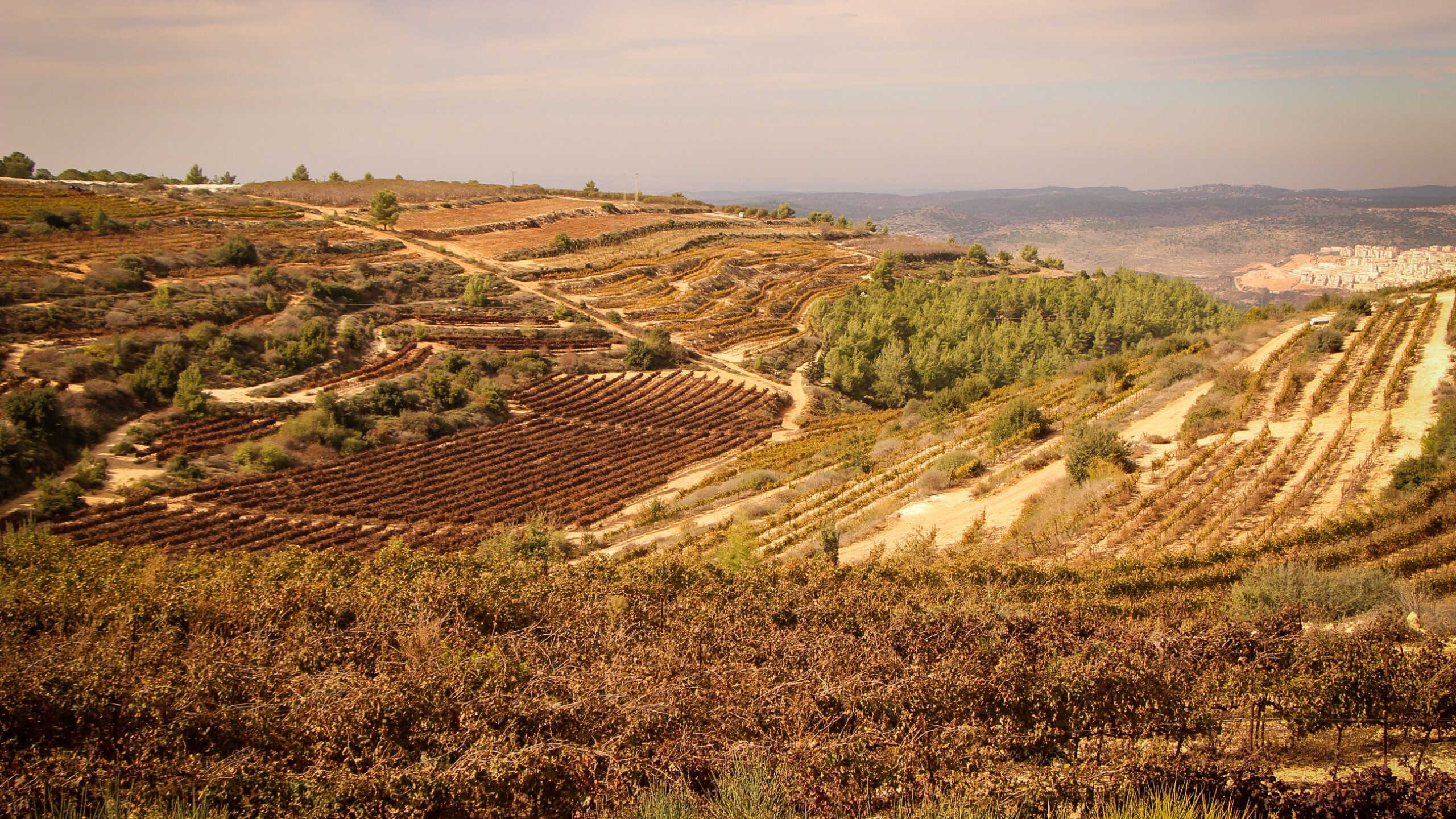 Vineyards near the Jewish settlement of Alon Shvut in Gush Etzion, Judea and Samaria. The question of the biblically promised land is at the center of the debate over truth, peace and possible compromises. Photo: Gershon Elinson/Flash90, November 24, 2020.
