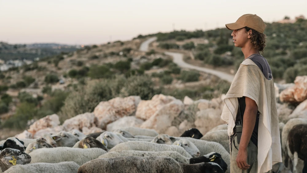 A Jewish shepherd tends to his flock of sheep and goats at Zarda Farm near the Israeli settlement of Peduel on July 28, 2026. Credit: Hilel Ben Or/Flash90.